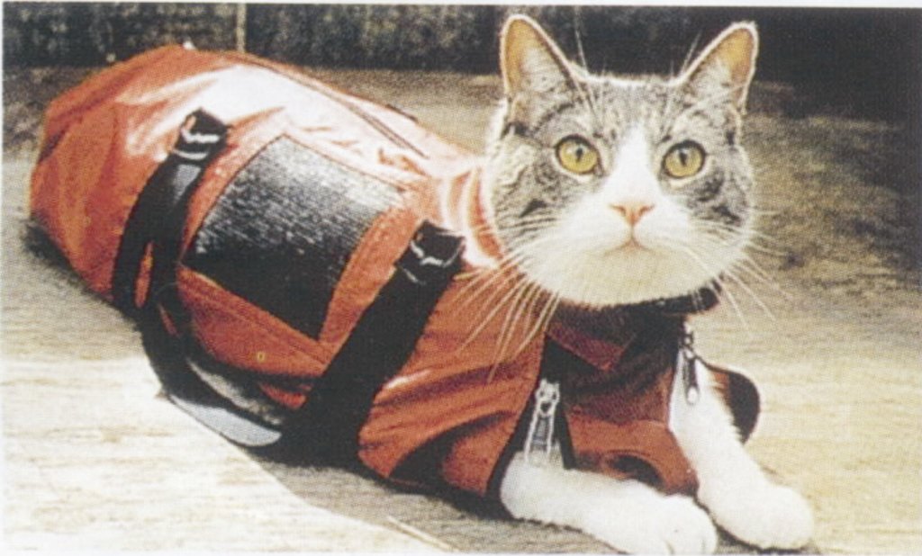 42 Best Images Cat Restraint Bag For Giving Fluids / Tanya's